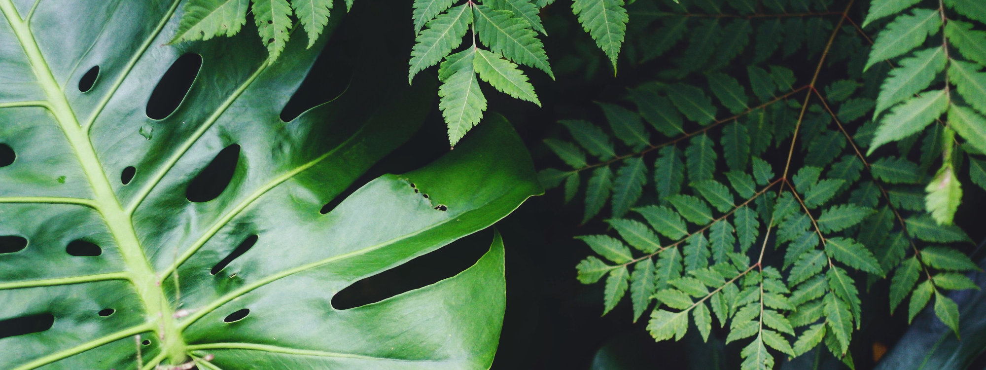 Europe's largest range of indoor and outdoor plants